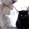 黒猫ドラネコのブログ(仮)